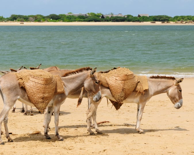 Donkeys carrying building sand on Shela beach